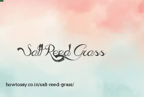 Salt Reed Grass