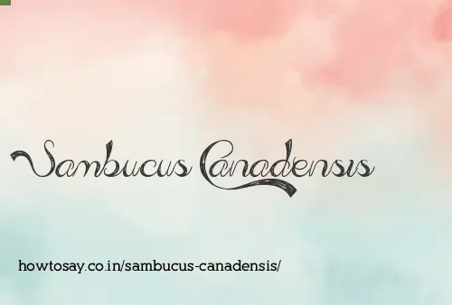 Sambucus Canadensis