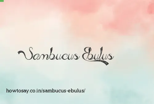 Sambucus Ebulus