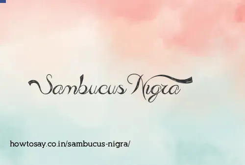 Sambucus Nigra