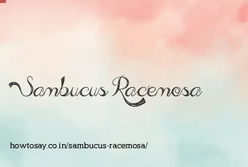 Sambucus Racemosa