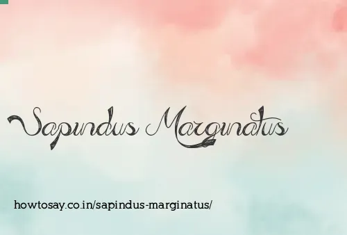 Sapindus Marginatus