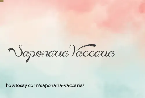 Saponaria Vaccaria