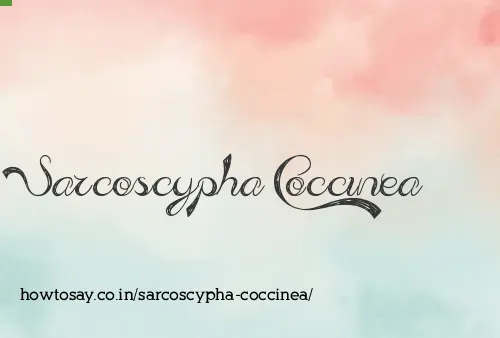 Sarcoscypha Coccinea