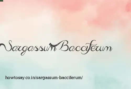 Sargassum Bacciferum
