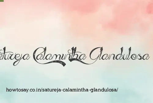 Satureja Calamintha Glandulosa