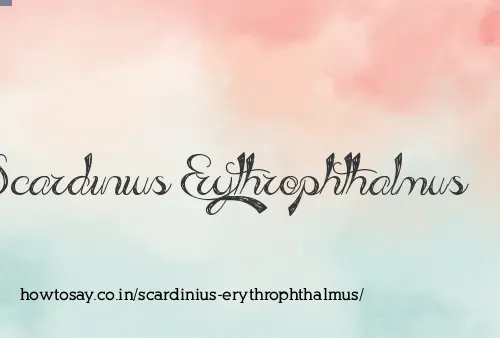 Scardinius Erythrophthalmus