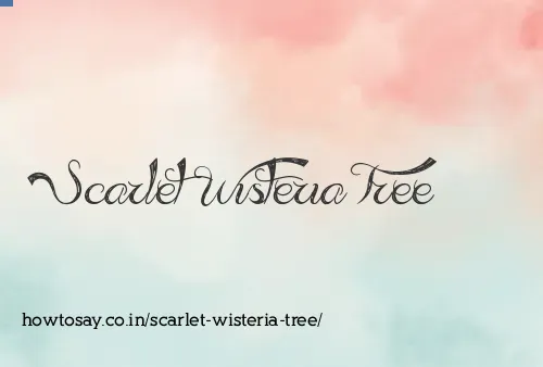 Scarlet Wisteria Tree