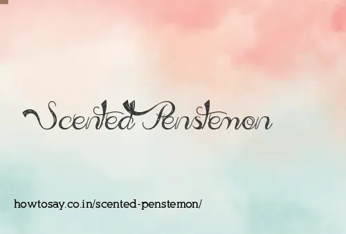 Scented Penstemon