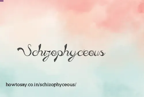 Schizophyceous