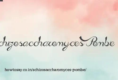 Schizosaccharomyces Pombe