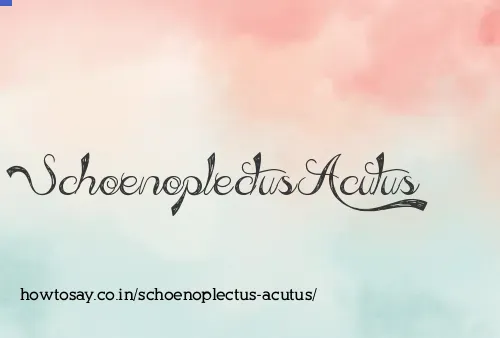 Schoenoplectus Acutus