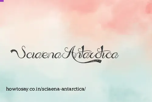 Sciaena Antarctica