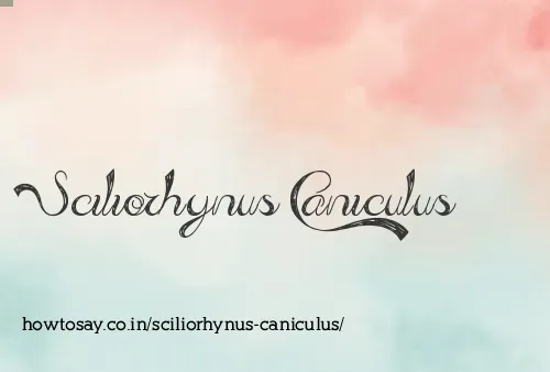 Sciliorhynus Caniculus