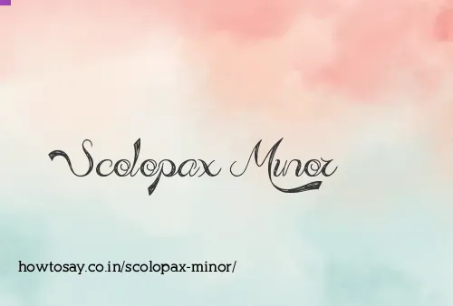 Scolopax Minor