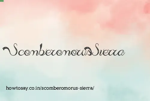 Scomberomorus Sierra