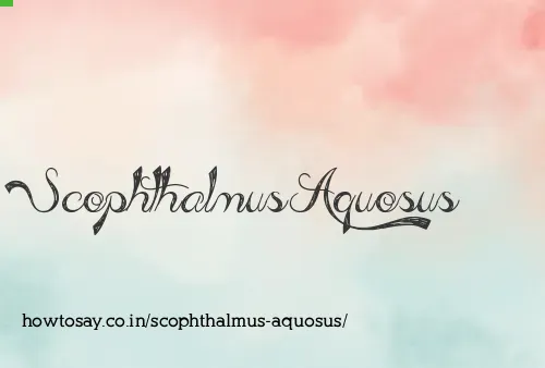 Scophthalmus Aquosus