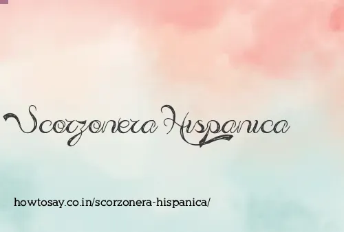 Scorzonera Hispanica