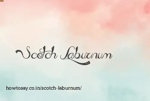 Scotch Laburnum