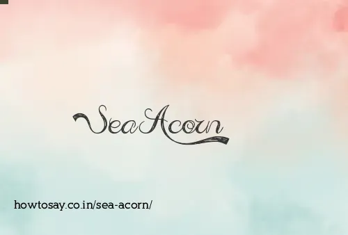 Sea Acorn