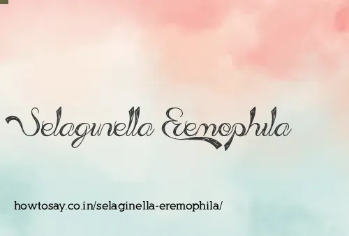 Selaginella Eremophila