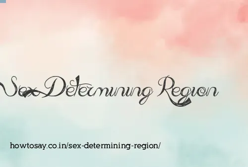 Sex Determining Region