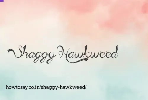 Shaggy Hawkweed