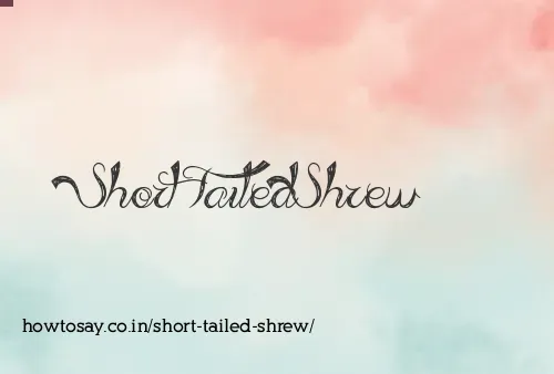 Short Tailed Shrew