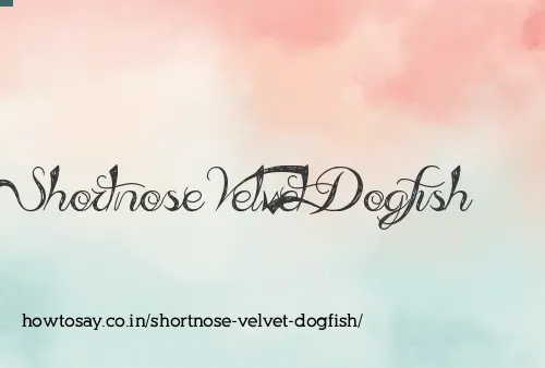 Shortnose Velvet Dogfish