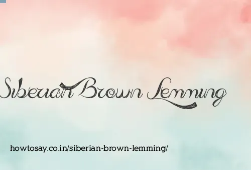 Siberian Brown Lemming
