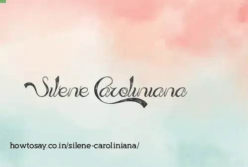 Silene Caroliniana