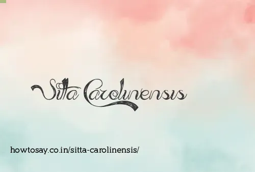 Sitta Carolinensis