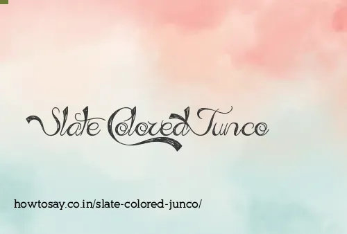Slate Colored Junco