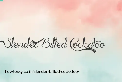 Slender Billed Cockatoo