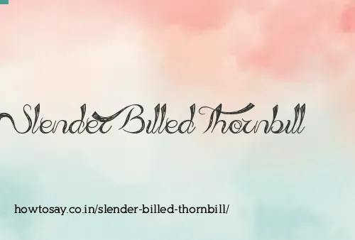 Slender Billed Thornbill