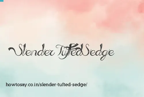 Slender Tufted Sedge