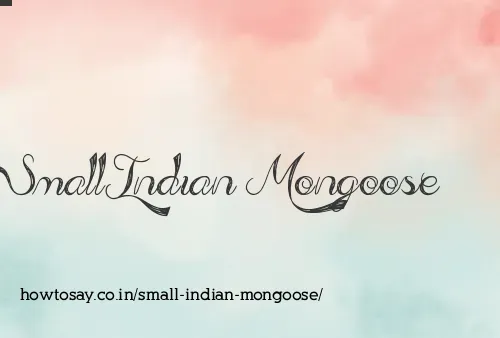 Small Indian Mongoose
