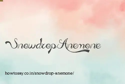 Snowdrop Anemone