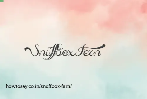 Snuffbox Fern