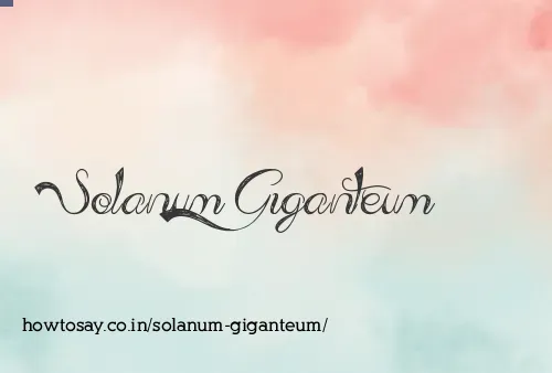 Solanum Giganteum