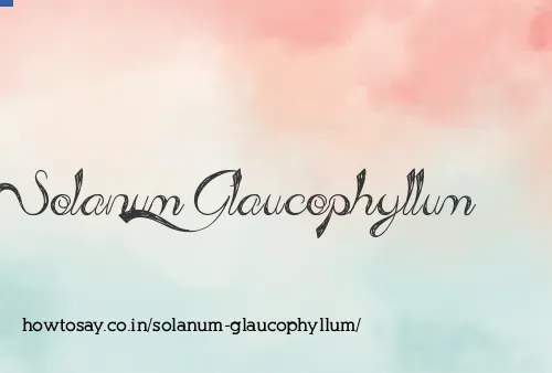 Solanum Glaucophyllum