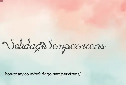 Solidago Sempervirens