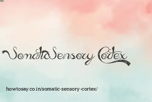 Somatic Sensory Cortex