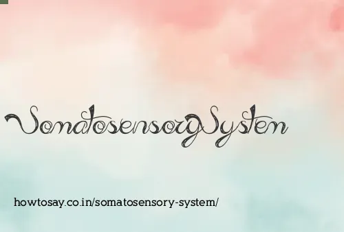 Somatosensory System