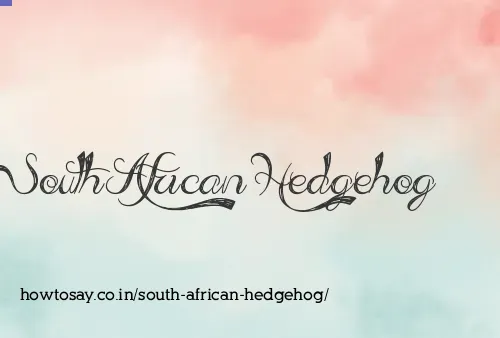 South African Hedgehog