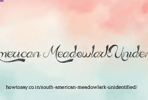 South American Meadowlark Unidentified