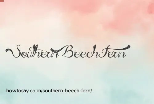 Southern Beech Fern