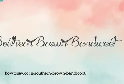 Southern Brown Bandicoot