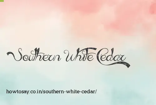 Southern White Cedar