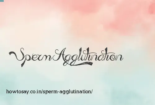 Sperm Agglutination